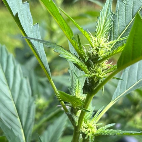 Green Gelato growlog timeline photo