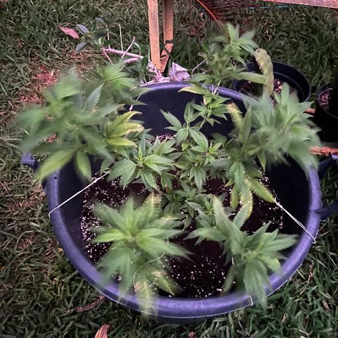 Green Gelato growlog timeline photo