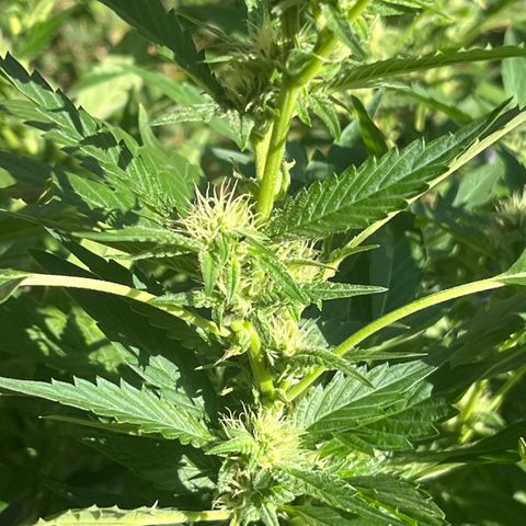 Green Gelato growlog timeline photo