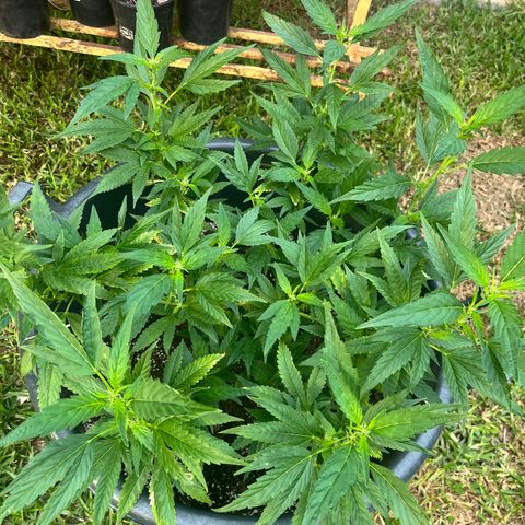 Green Gelato growlog timeline photo
