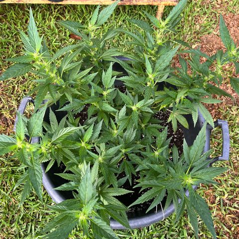 Green Gelato growlog timeline photo