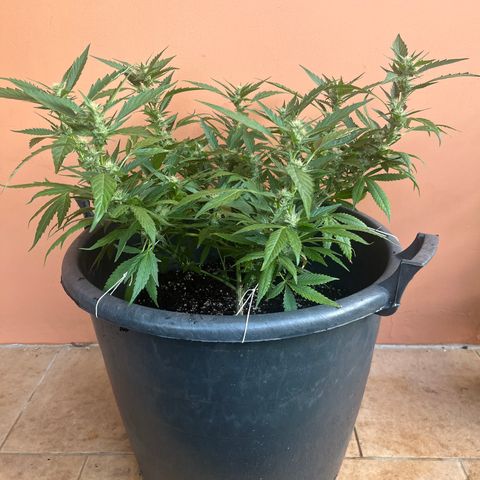 Green Gelato growlog timeline photo