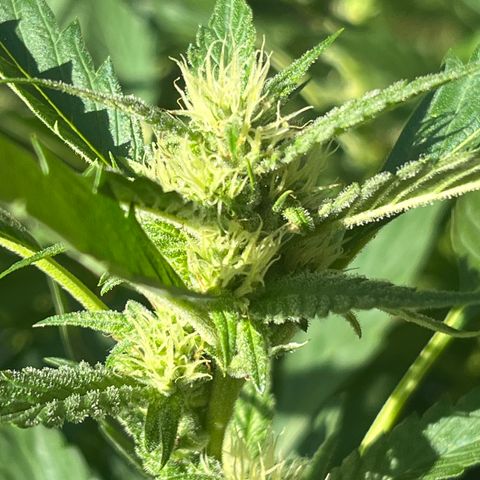 Green Gelato growlog timeline photo