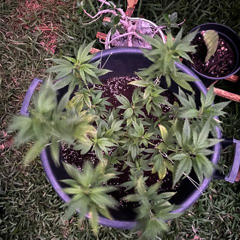 Green Gelato growlog timeline photo