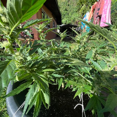 Green Gelato growlog timeline photo