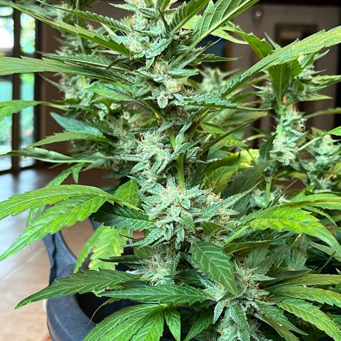 Green Gelato growlog timeline photo