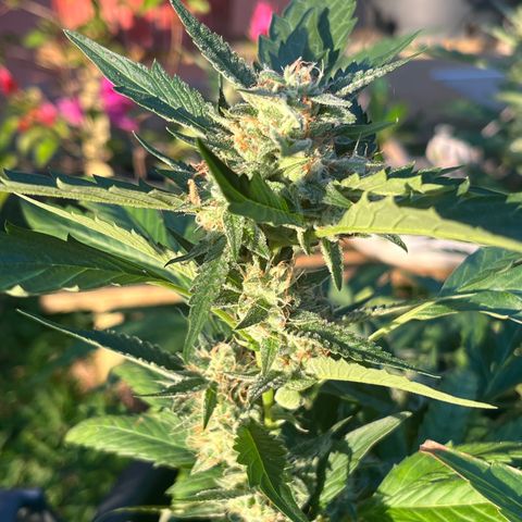 Green Gelato growlog timeline photo