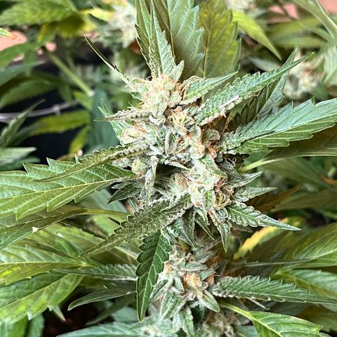 Green Gelato growlog timeline photo