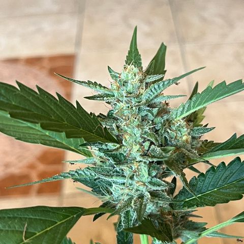 Green Gelato growlog timeline photo
