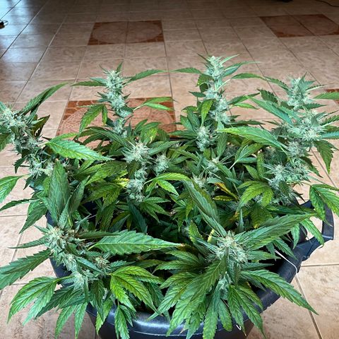 Green Gelato growlog timeline photo