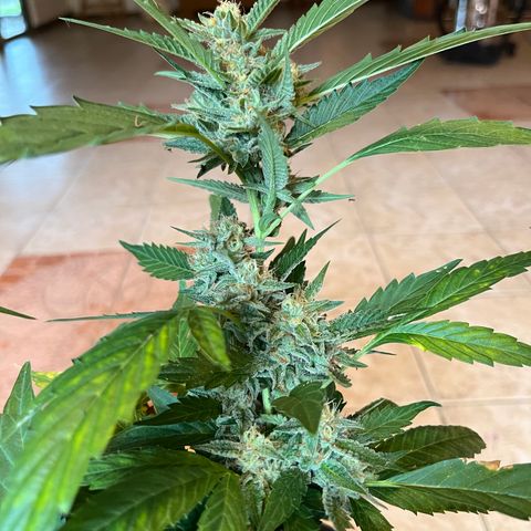 Green Gelato growlog timeline photo