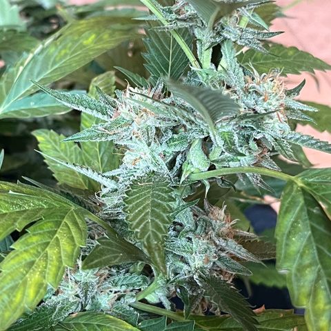 Green Gelato growlog timeline photo