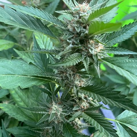 Green Gelato growlog timeline photo