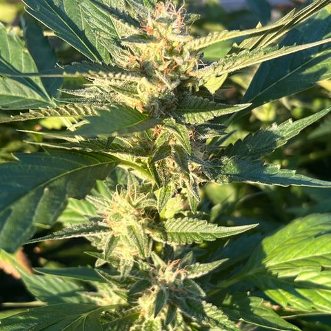 Green Gelato growlog timeline photo