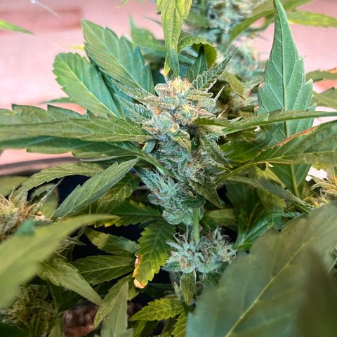 Green Gelato growlog timeline photo