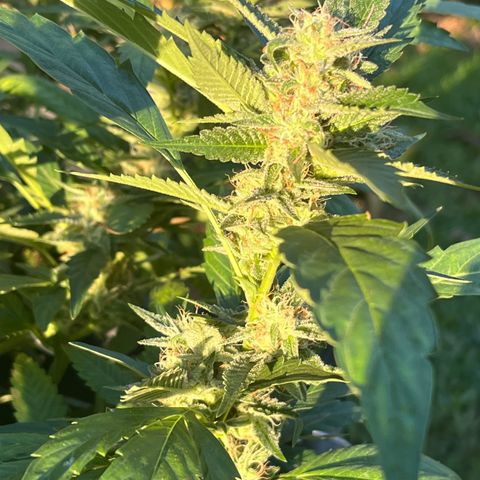 Green Gelato growlog timeline photo