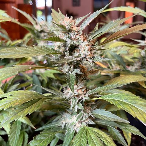 Green Gelato growlog timeline photo