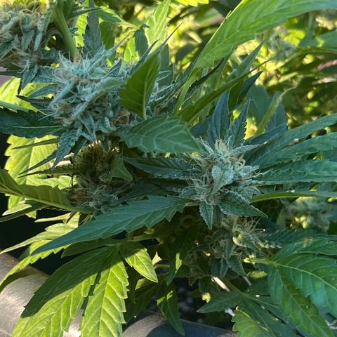 Green Gelato growlog timeline photo