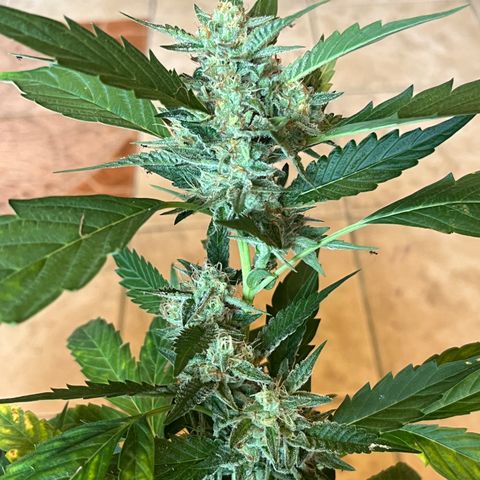 Green Gelato growlog timeline photo