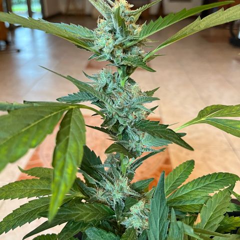 Green Gelato growlog timeline photo