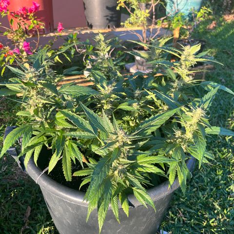 Green Gelato growlog timeline photo