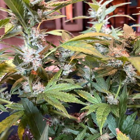 Green Gelato growlog timeline photo