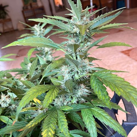 Green Gelato growlog timeline photo