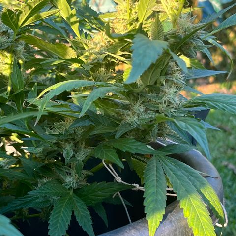 Green Gelato growlog timeline photo