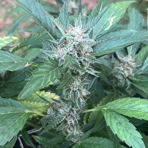 Green Gelato growlog timeline photo