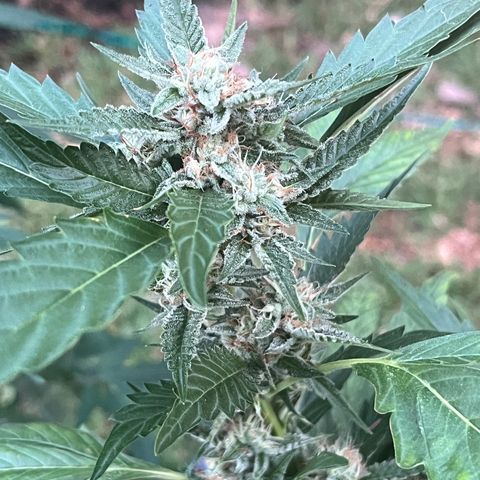 Green Gelato growlog timeline photo
