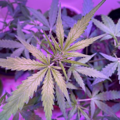 Unbekannte Sorte growlog timeline photo
