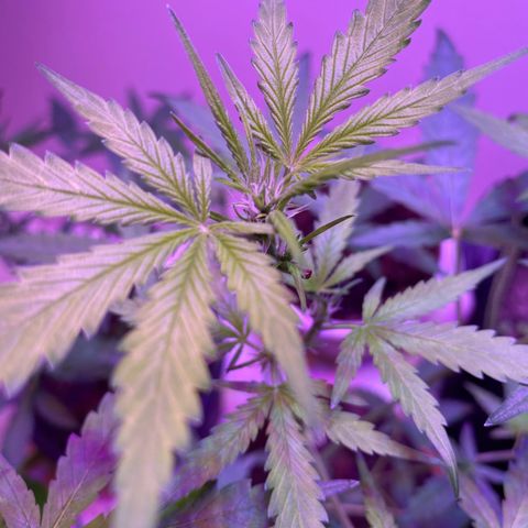 Unbekannte Sorte growlog timeline photo