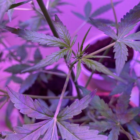 Unbekannte Sorte growlog timeline photo