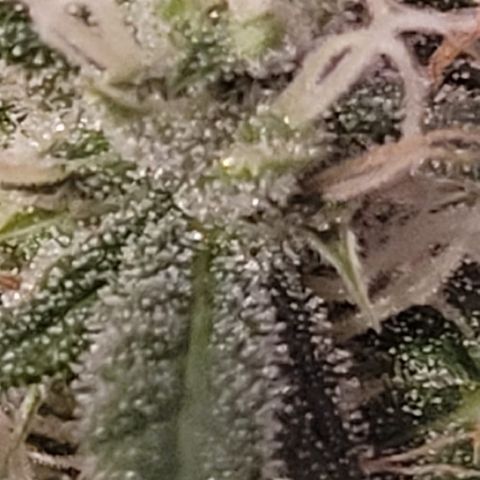 Unbekannte Sorte growlog timeline photo