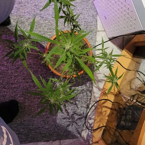Unbekannte Sorte growlog timeline photo