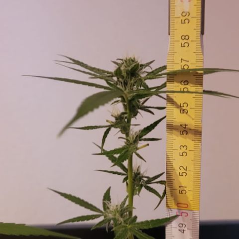 Unbekannte Sorte growlog timeline photo