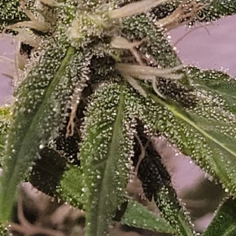 Unbekannte Sorte growlog timeline photo