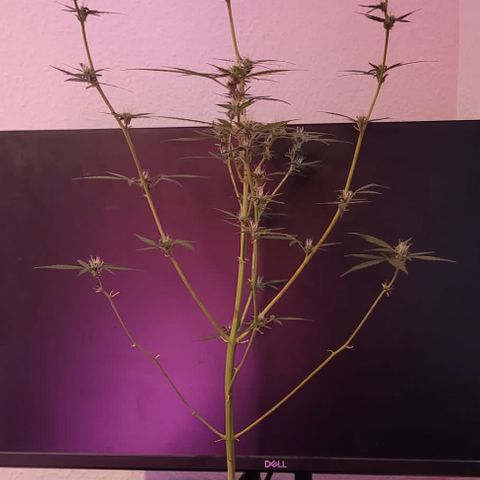 Unbekannte Sorte growlog timeline photo