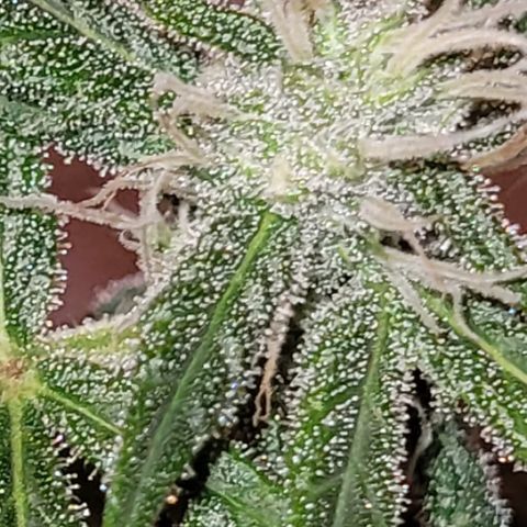 Unbekannte Sorte growlog timeline photo