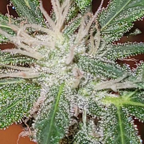 Unbekannte Sorte growlog timeline photo