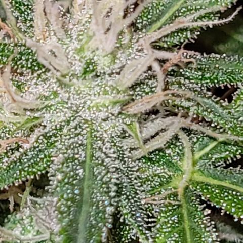 Unbekannte Sorte growlog timeline photo