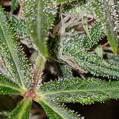 Unbekannte Sorte growlog timeline photo