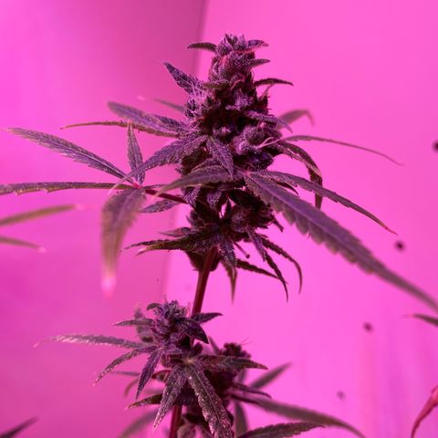Unbekannte Sorte growlog timeline photo