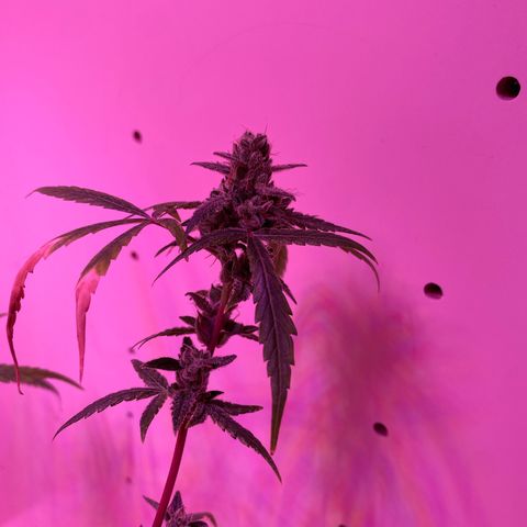 Unbekannte Sorte growlog timeline photo