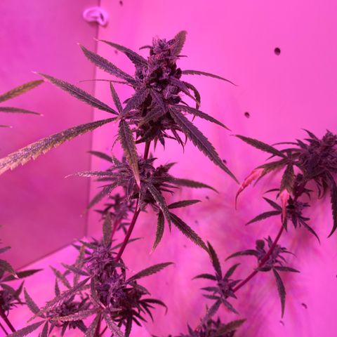 Unbekannte Sorte growlog timeline photo