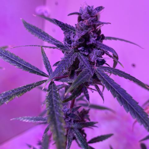 Unbekannte Sorte growlog timeline photo