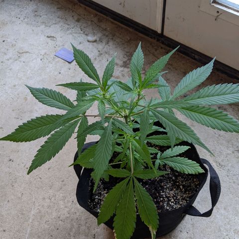 Sno-G Kush growlog timeline photo