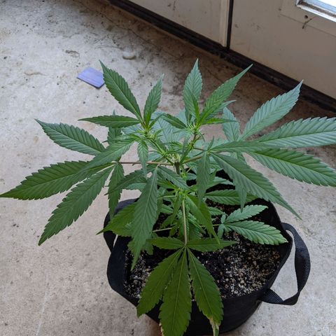 Sno-G Kush growlog timeline photo