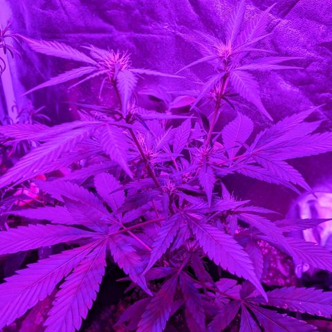 Sno-G Kush growlog timeline photo
