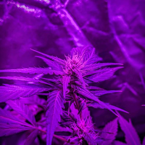 Sno-G Kush growlog timeline photo